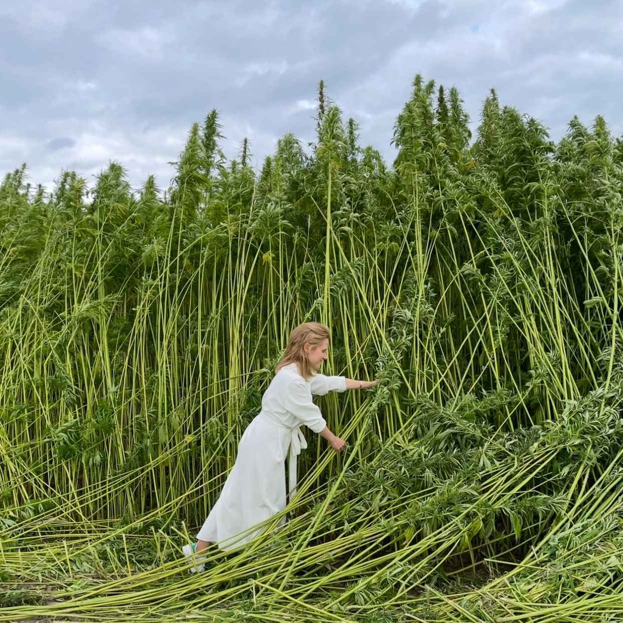 Hoe één plant bodems saneert en gebouwen isoleert