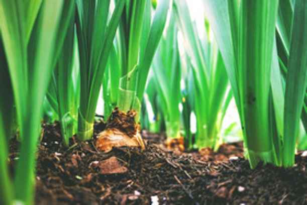 Comment reconnaître un fonds de placement « vert foncé » ?