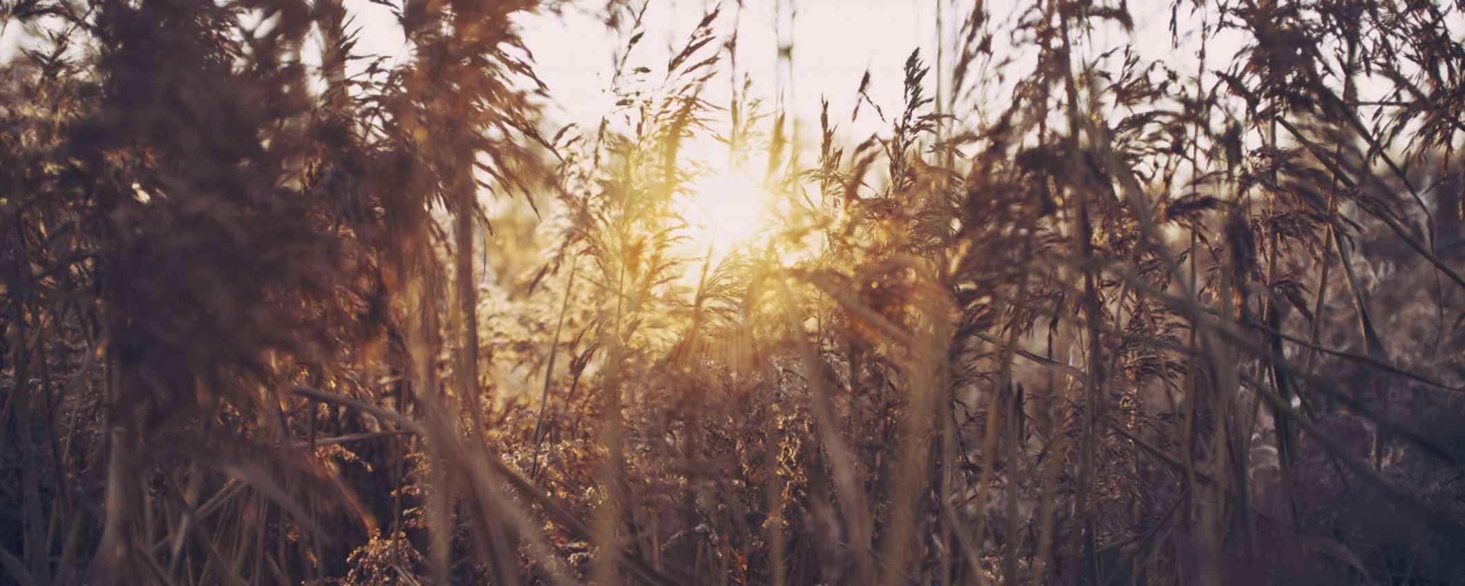 L'environnement, le défi du siècle