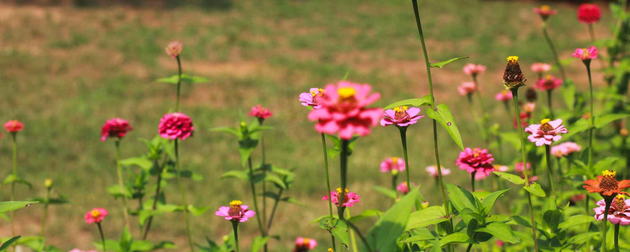 Biodiversité, photo de Martine Destin, sur Unsplash