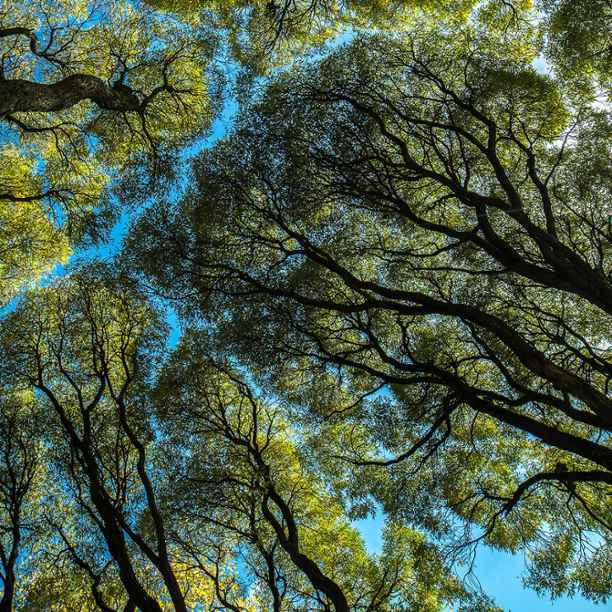 Triodos Bank wil financiële sector laten opnemen in EU-verordening over ontbossing