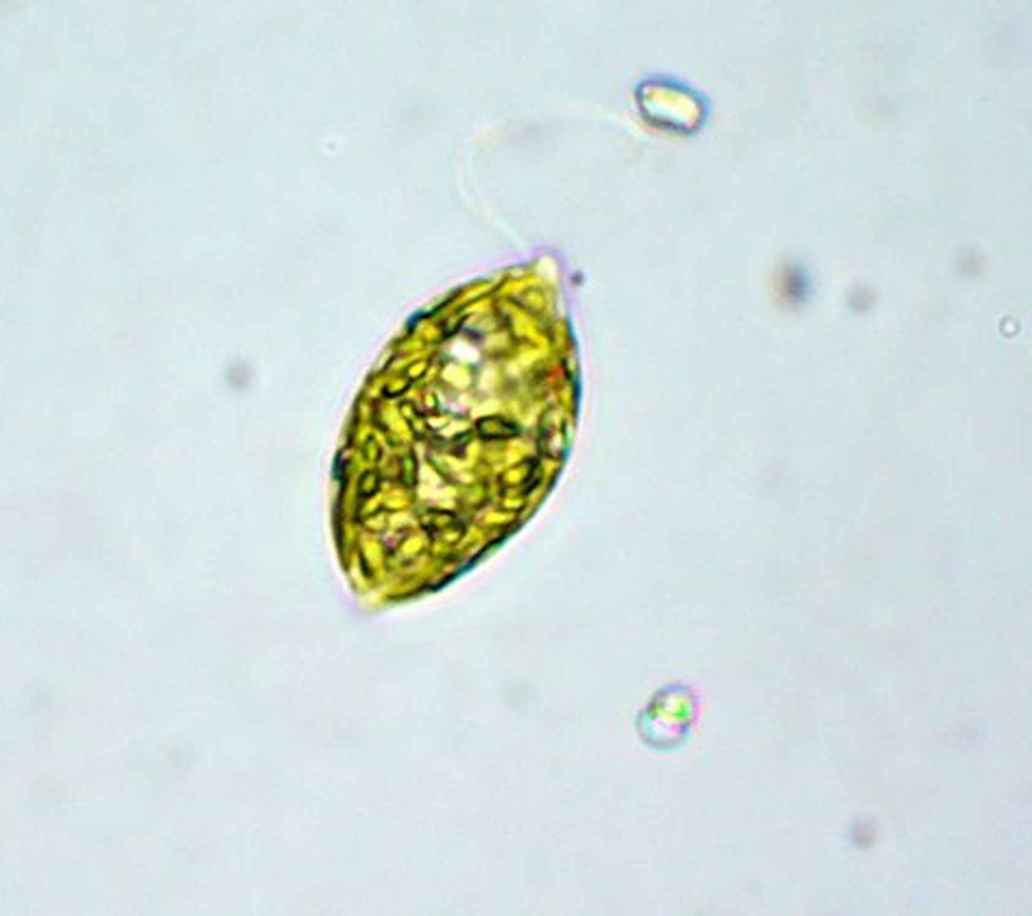 Euglena onder een microscoop.