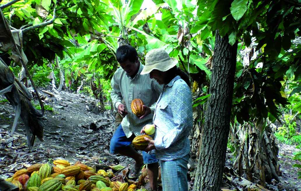 Ethiquable soutient 42 coopératives de petits productieurs qui cultivent exclusivement dans le respect de l'agriculture paysanne © Ethiquable