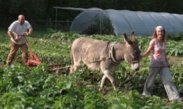 Ferme de Benoît Redant